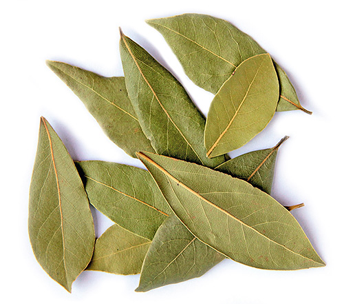 L'odeur des feuilles de laurier repousse les fourmis