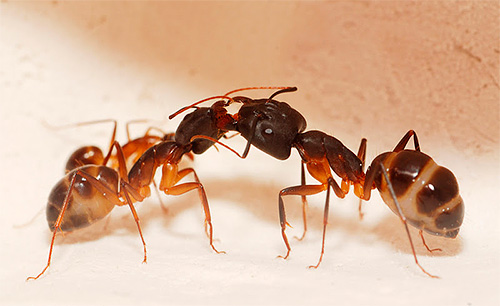 Trofollaxis - le transfert d'aliments liquides semi-digérés pour l'échange d'informations et l'identification des boursiers.