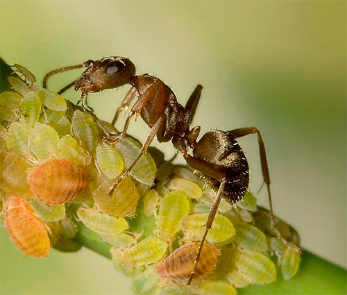 Parfois, les fourmis transportent des pucerons sous terre jusqu'à leur fourmilière.