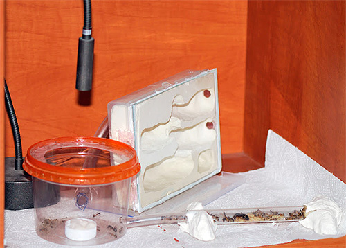 Fourmilière maison miniature