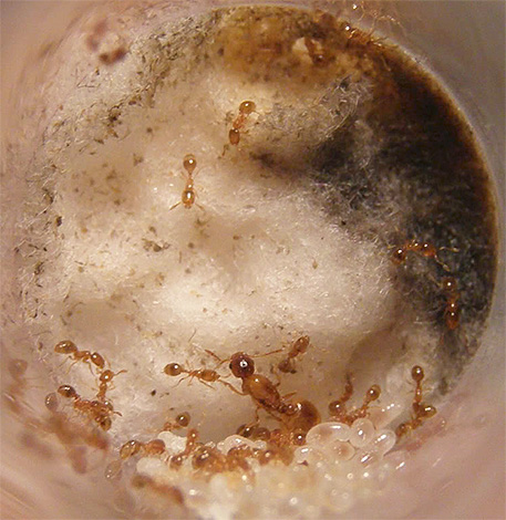 Le nid de fourmis domestiques peut être situé à la fois dans l'appartement et à l'extérieur.