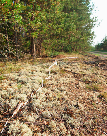Les marques laissées par les fourmis sont comme des flèches indiquant la direction de déplacement souhaitée.