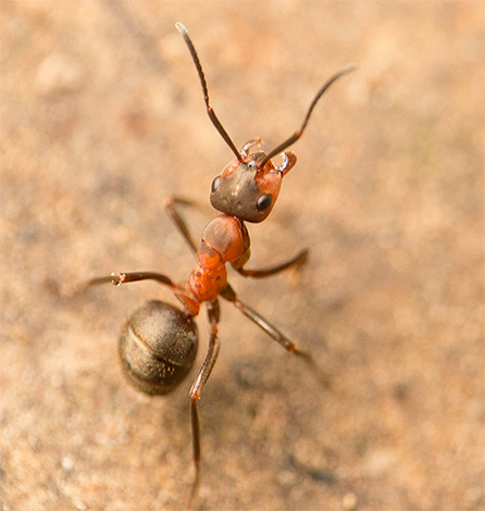 L'orientation vers le soleil est également importante pour les fourmis.
