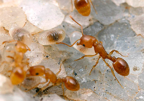 Voyons comment vous pouvez faire sortir les fourmis de l'appartement