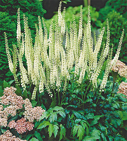 Pour effrayer les punaises, la plante cimicifuga, ou actée à grappes noires, est utilisée.