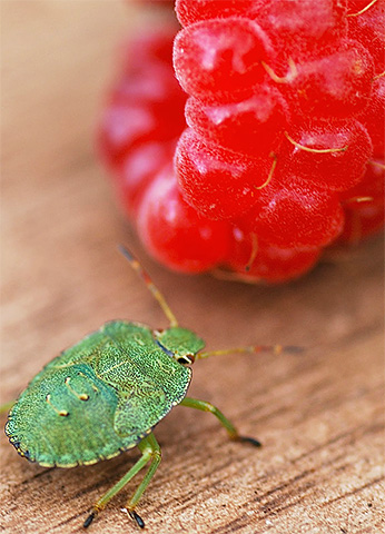 La punaise des arbres aime beaucoup les framboises juteuses