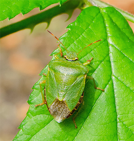 La couleur vert clair de la punaise la rend presque invisible sur le feuillage.