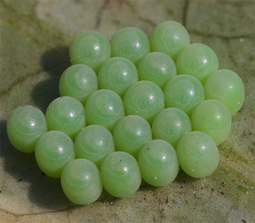 La photo montre clairement le couvercle miniature sur chaque œuf de punaises.