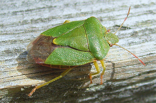 Les ailes de la punaise verte sont trop petites et ne lui permettent pas de bien voler.
