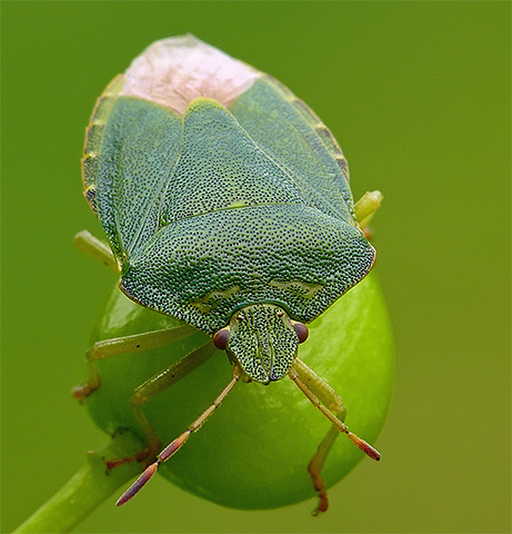 L'appareil buccal de la punaise des bois est adapté pour sucer les sucs.