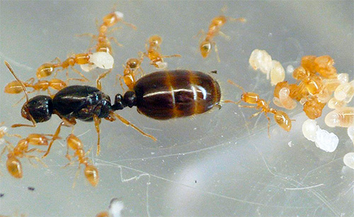 Tant que l'utérus est vivant, la fourmilière vivra aussi