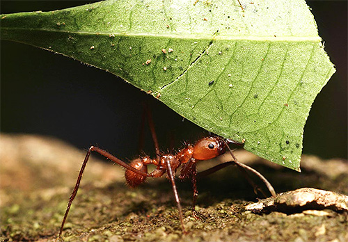 Les fourmis coupeuses de feuilles sont extérieurement banales, sauf peut-être pour des pattes assez longues.
