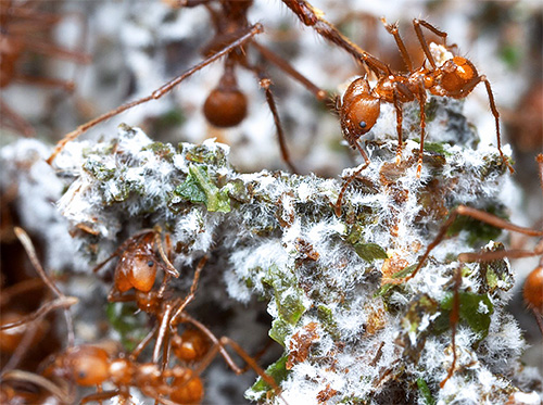 Sur les feuilles écrasées, les petits producteurs de champignons font pousser un champignon spécial