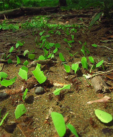 Les fourmis coupeuses de feuilles utilisent le matériau le plus simple et le plus abordable pour leurs fermes - les feuilles.