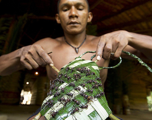 Préparer une manche infestée de fourmis pour un rituel