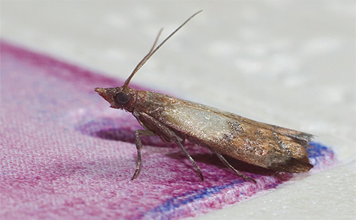 Ne sous-estimez pas les remèdes populaires contre les mites, qui ont fait leurs preuves et se sont avérés très efficaces