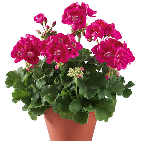 Les papillons de nuit n'aiment pas l'odeur forte des géraniums.