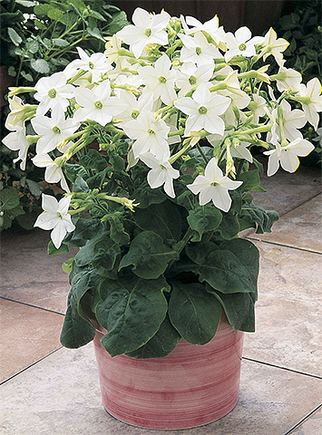 Le tabac parfumé est pratique à garder dans la maison comme plante d'intérieur, car il repousse bien les mites