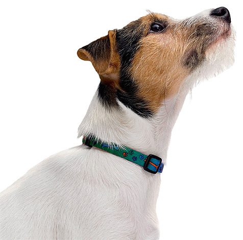 Le collier correctement porté élimine la manifestation de la dermatite de contact