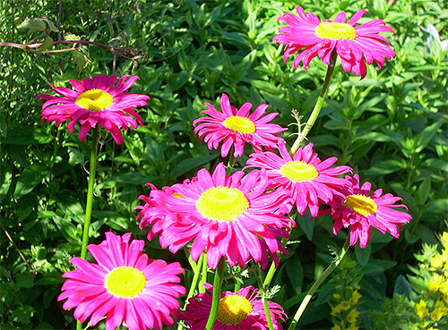 La camomille dalmate et caucasienne contient des insecticides naturels