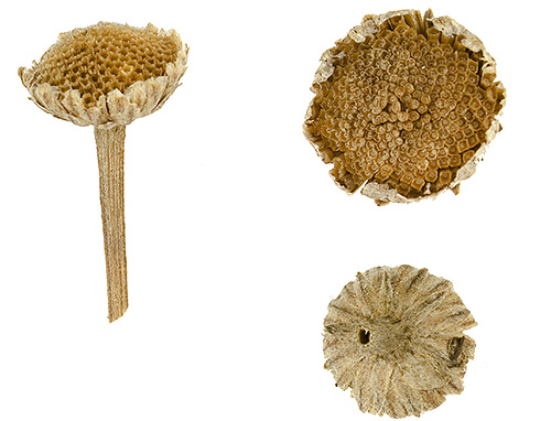 La plupart des pyréthrines se trouvent dans les fleurs de camomille.