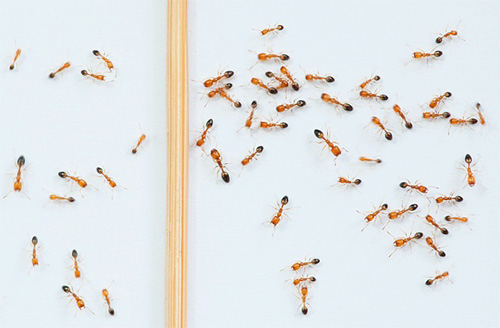 Si des fourmis rouges sont apparues dans l'appartement ...