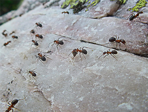 Fourmis sur le sentier fourrager