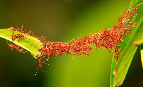 Les fourmis construisent un pont avec leur corps