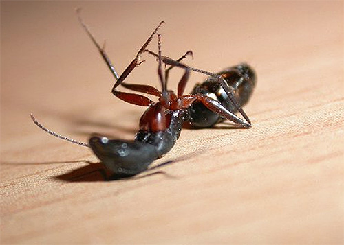 Nous découvrirons quel remède sera le meilleur dans la lutte contre les fourmis domestiques