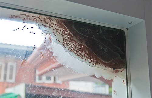 La fourmilière peut être située à la fois dans l'appartement et à l'extérieur.