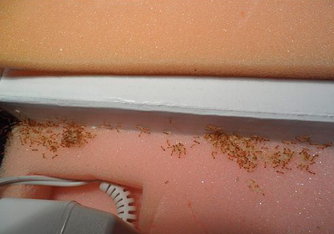 La façon la plus simple de traiter les fourmis est de connaître l'emplacement de leur fourmilière.