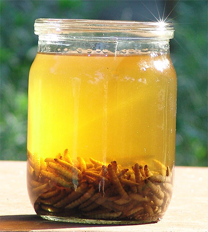 Teinture de teigne de la cire