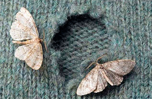 Découvrons ce que la mite mange dans nos appartements et quels aliments elle préfère