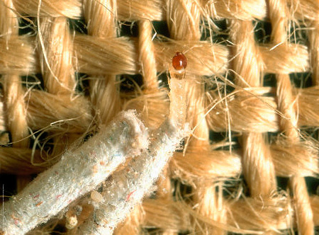 Bien que les vêtements soient gâtés par les larves de mites, il faut aussi se battre avec ses adultes - les papillons