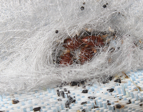 Les punaises de lit peuvent bien se cacher à l'intérieur d'un matelas.