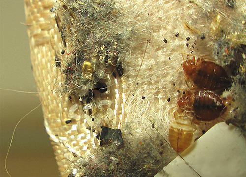 Si les œufs n'ont pas été détruits pendant le traitement, les insectes réapparaîtront bientôt