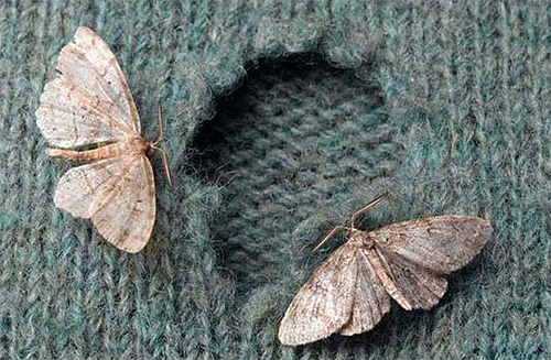 Selon le livre de rêves de Miller, un papillon de nuit qui a mangé un produit en fourrure ou en laine laisse présager une tension sur le front de l'amour.