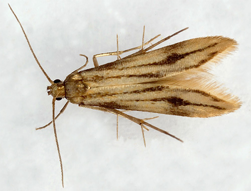 Pour se débarrasser des mites, vous devez savoir à quel type de mite vous avez affaire.