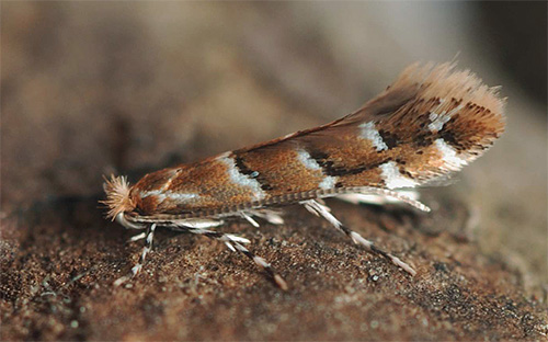 La mineuse du châtaignier parasite les châtaigniers et les érables.