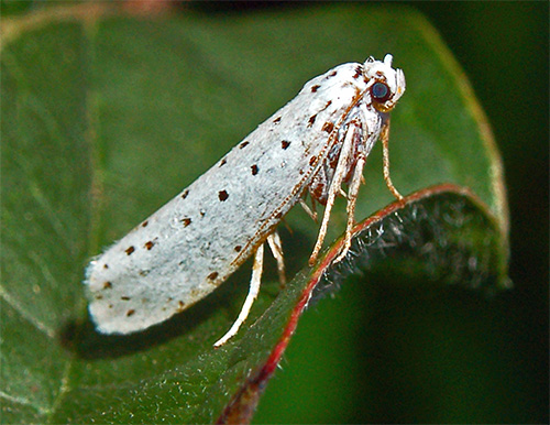 La teigne du pommier affecte non seulement les pommiers, mais aussi d'autres arbres fruitiers