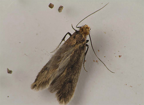 Papillon de nuit à fourrure: photo en gros plan