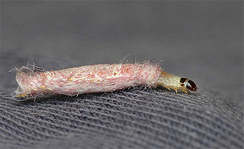 Si vous traitez la surface avec une solution insecticide ou un aérosol, les chenilles de la teigne mourront en rampant dessus