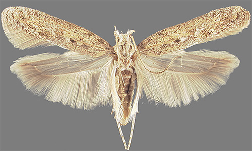 La teigne de la pomme de terre est l'un des ravageurs les plus dangereux de la pomme de terre.