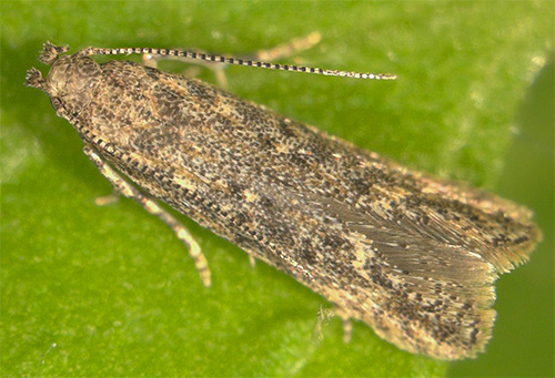 Photo de la teigne de la tomate