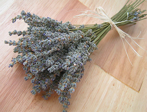 L'odeur de la lavande repousse efficacement les papillons de nuit