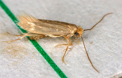 Les aérosols pénètrent très rapidement dans l'insecte et provoquent une intoxication, de sorte que l'effet apparaît presque instantanément.