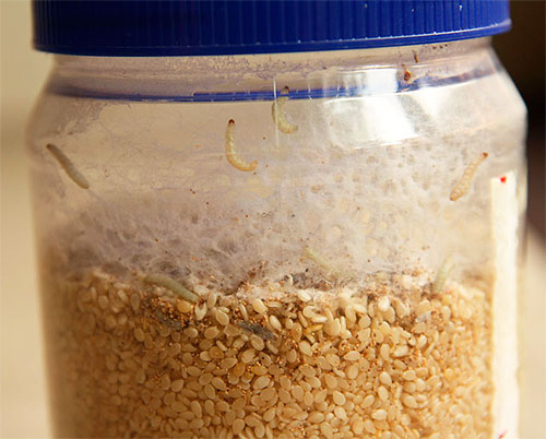 Des larves de mites alimentaires sont visibles sur les parois d'un pot de céréales