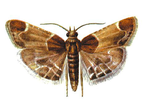 Mite alimentaire de la farine