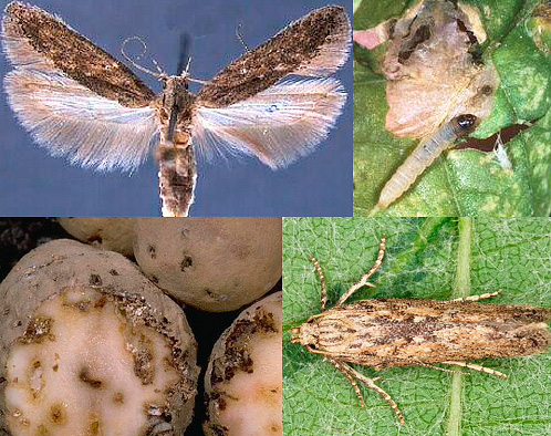 teigne de la pomme de terre