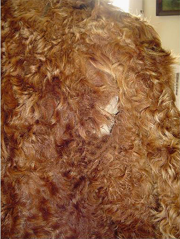 Le papillon a tellement mangé ce manteau de fourrure qu'il serait très difficile de masquer la zone endommagée.